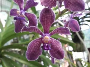 Vanda Kultana