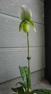 Paphiopedilum Enchantress