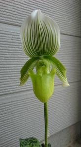 Paphiopedilum Enchantress