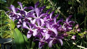 Vandachostylis Azure