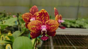 Phalaenopsis Zheng Min Smaragdine