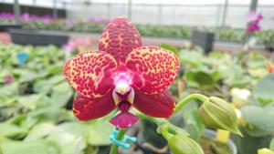 Phalaenopsis Zheng Min Smaragdine