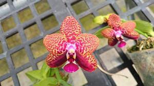 Phalaenopsis Zheng Min Smaragdine