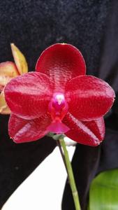 Phalaenopsis Zheng Min Falcon