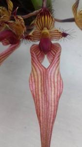 Bulbophyllum Meen Cinnamon Witch