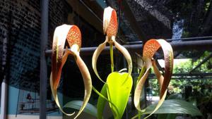 Bulbophyllum Tee Gigantic Condor