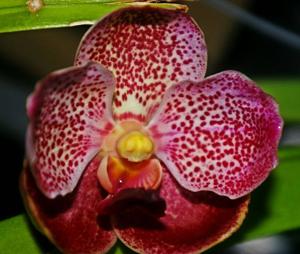 Vanda Theresa Marie