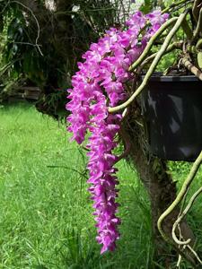 Aerides Hybridum