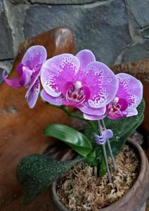 Phalaenopsis OX Happy Girl