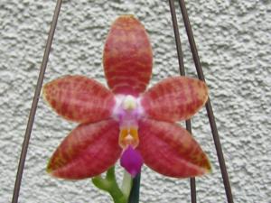 Phalaenopsis Malibu Imp