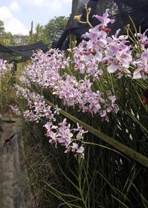 Papilionanda Marguerite Maron