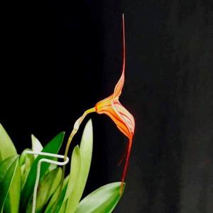 Masdevallia Rubicon-Tuakau Candy