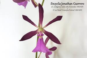 Encyclia Jonathan Guerrero
