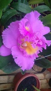 Rhyncholaeliocattleya Triumphal Coronation