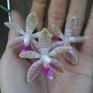 Phalaenopsis Modestrana