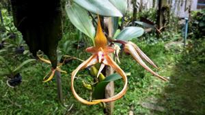 Bulbophyllum Professor Sagarik