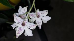 Dendrobium Niep Snowstorm