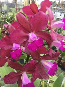 Cattleya Plum Lulu