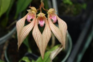 Bulbophyllum A-doribil Candy Ann