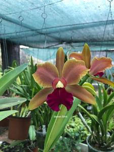 Cattleya Elizabeth Fulton