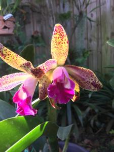 Rhyncholaeliocattleya Talan Lambert