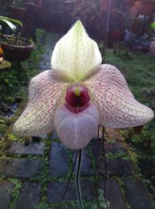 Paphiopedilum Wössner Butterfly