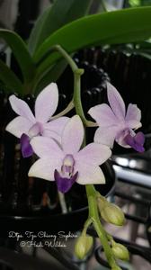 Phalaenopsis Tzu Chiang Sapphire