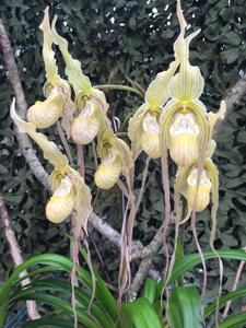 Phragmipedium Memoria Garren Weaver