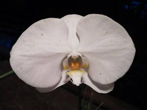 Phalaenopsis Sogo Yukidian