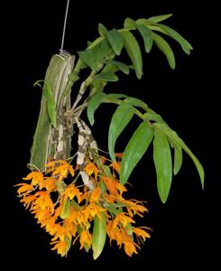Dendrobium Chanthaboon Sunrise