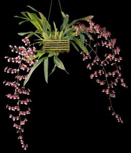 Oncidium Sharry Baby