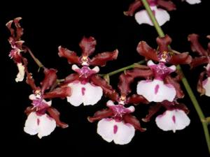 Oncidium Sharry Baby