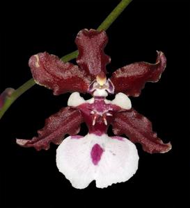 Oncidium Sharry Baby