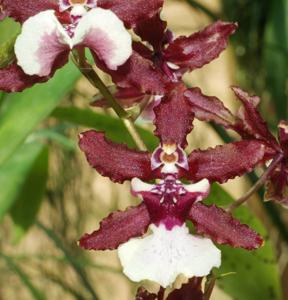 Oncidium Sharry Baby