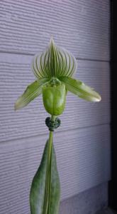 Paphiopedilum Alice Bell