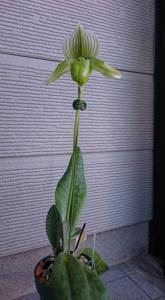 Paphiopedilum Alice Bell