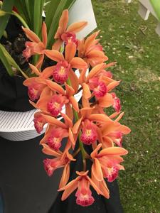 Cymbidium Pathfinder