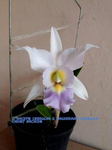 Laeliocattleya Twilight Song