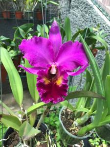 Rhyncholaeliocattleya Memoria Crispin Rosales