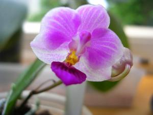 Phalaenopsis Pornwalee Jongdamkerng