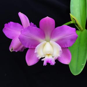 Cattleya Brazilian Midway