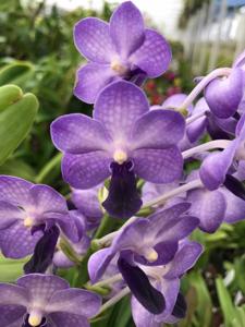 Vandachostylis Thailand