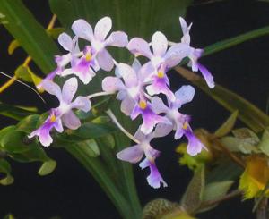 Epidendrum Phillips Jesup