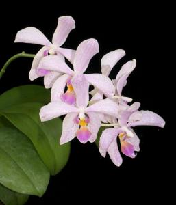 Phalaenopsis Pulamab