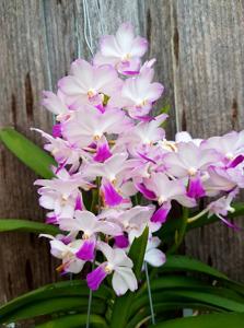 Vandachostylis Janice Allison