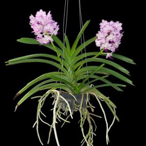 Vandachostylis Janice Allison