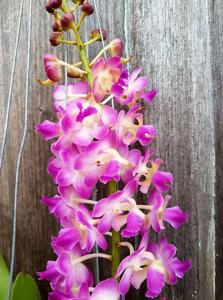 Perreiraara Parichart