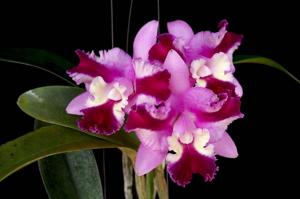 Cattleya Varut Song