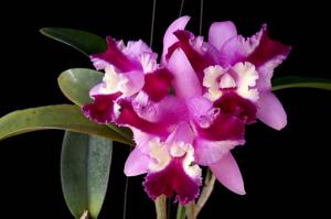 Cattleya Varut Song