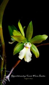 Rhynchobrassoleya Connie Warne Bowden